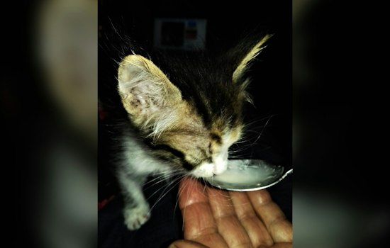Camarillo Kitten Trapped Inside TV Cabinet, Firefighters Pull Off Rescue