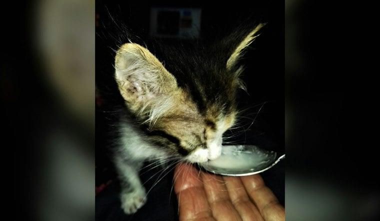 Camarillo Kitten Trapped Inside TV Cabinet, Firefighters Pull Off Rescue