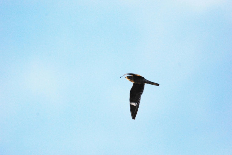 Cambridge Skies Fill With Migrating Nighthawks, But Their Nests Are Almost Gone