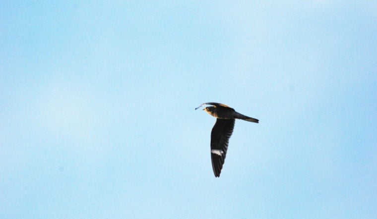 Cambridge Skies Fill With Migrating Nighthawks, But Their Nests Are Almost Gone