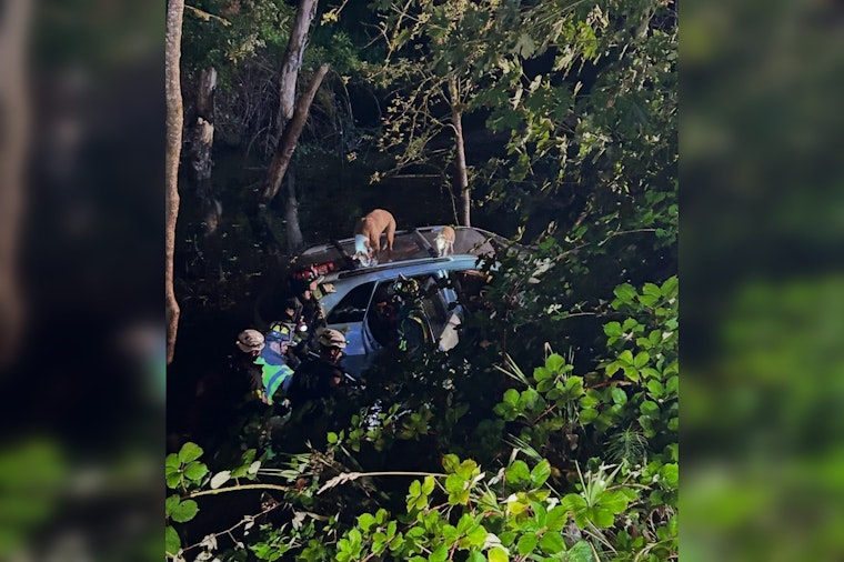 Car Plunges Into Oregon City Creek With Three People, Four Pets Inside