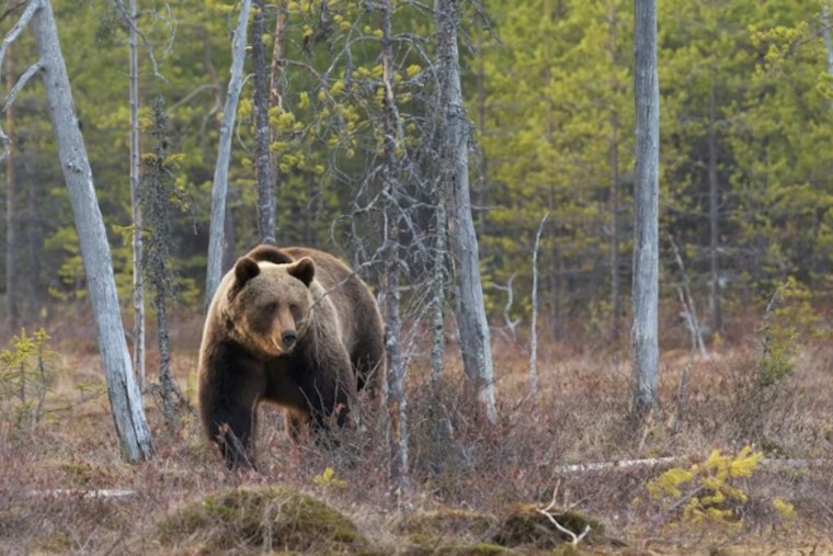 Castle Rock Bear Climbs Onto Garbage Truck as Colorado Bear Reports Surge