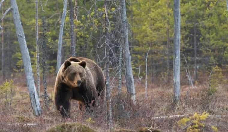 Castle Rock Bear Climbs Onto Garbage Truck as Colorado Bear Reports Surge