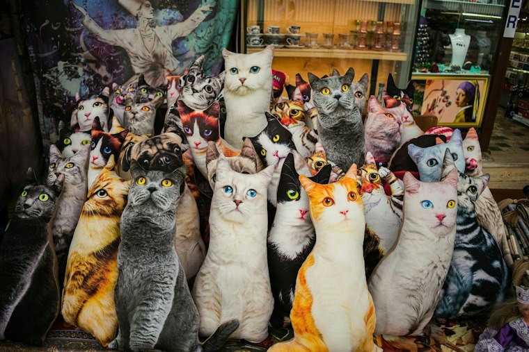 CatCon Returns to Pasadena With 200 Kittens and Aussie Firefighters in Tow
