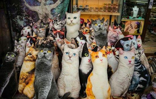 CatCon Returns to Pasadena With 200 Kittens and Aussie Firefighters in Tow