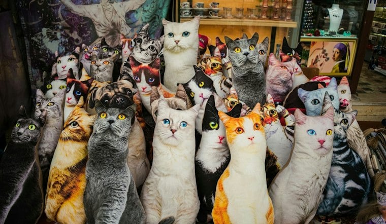 CatCon Returns to Pasadena With 200 Kittens and Aussie Firefighters in Tow
