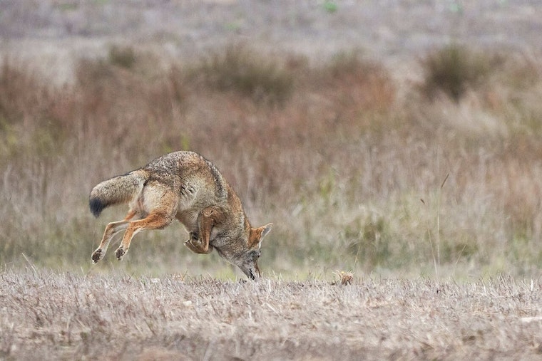 Chatsworth Birder Snaps Real-Life Coyote Chasing Down a Roadrunner