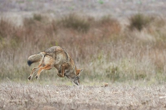 Chatsworth Birder Snaps Real-Life Coyote Chasing Down a Roadrunner
