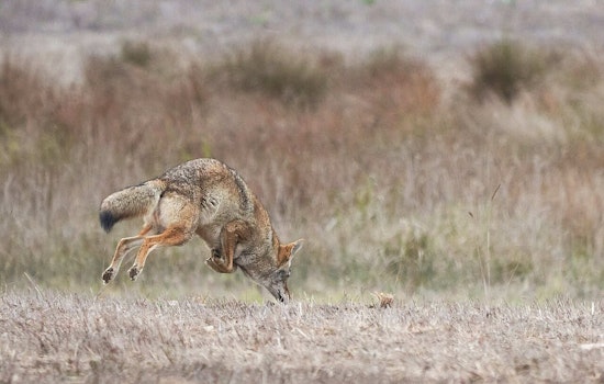 Chatsworth Birder Snaps Real-Life Coyote Chasing Down a Roadrunner