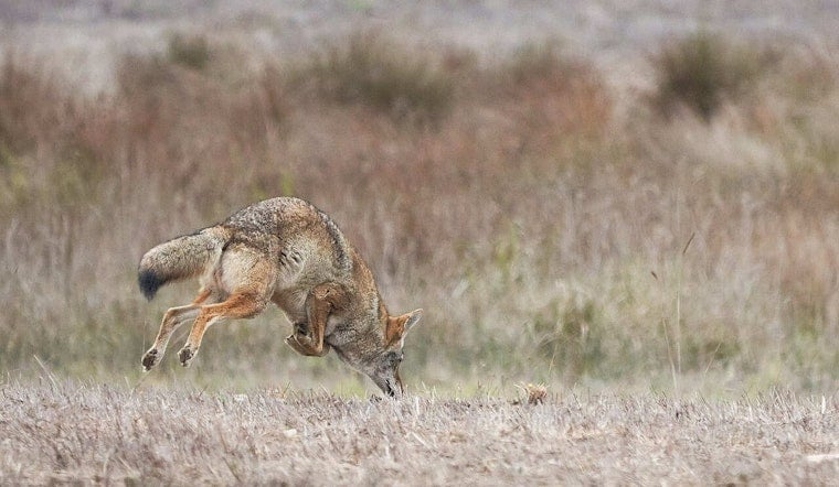 Chatsworth Birder Snaps Real-Life Coyote Chasing Down a Roadrunner