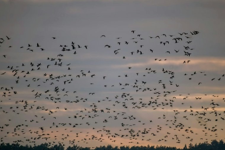 Chicago Braces as 300 Million Birds Take Flight Overhead This Week