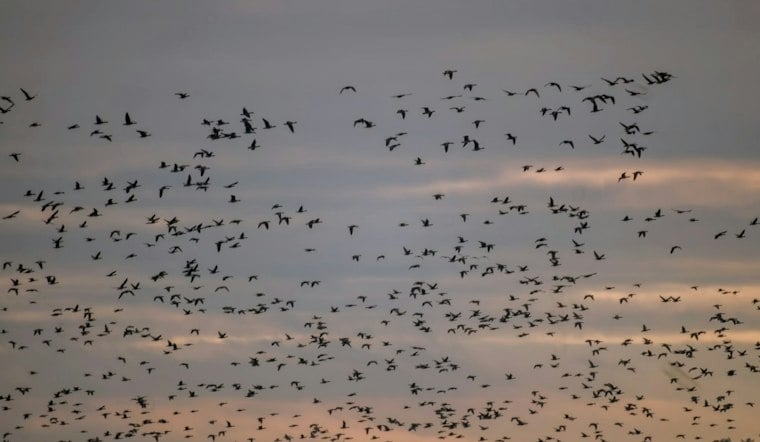 Chicago Braces as 300 Million Birds Take Flight Overhead This Week