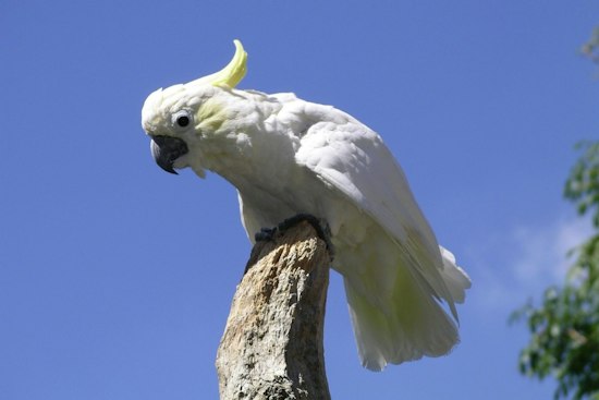 Cincinnati Zoo Says Goodbye to Reggie, Cockatoo Star of 6,000 Shows