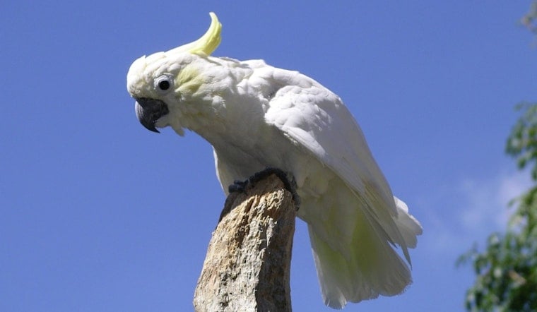 Cincinnati Zoo Says Goodbye to Reggie, Cockatoo Star of 6,000 Shows