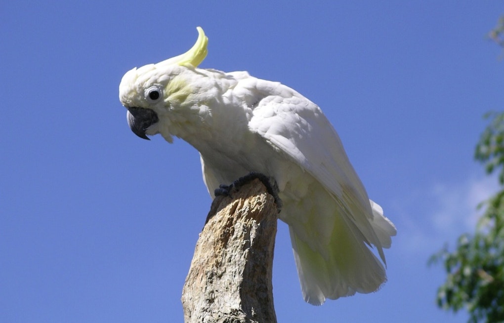 Cincinnati Zoo Says Goodbye to Reggie, Cockatoo Star of 6,000 Shows