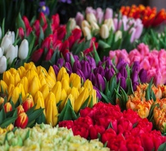 CJ Hendry's Flower Market Blooms Again at Rockefeller Center for 4 Days