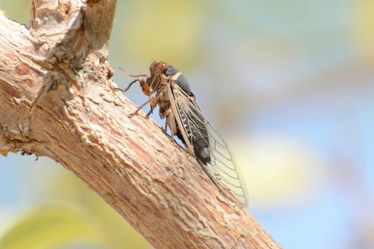 Coachella Valley Cicadas Keep Buzzing Into Fall, Thanks to Backyard Sprinklers