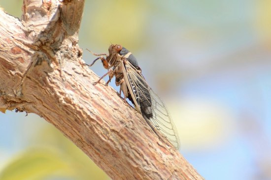 Coachella Valley Cicadas Keep Buzzing Into Fall, Thanks to Backyard Sprinklers