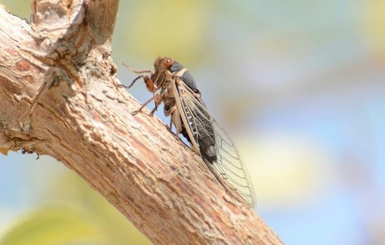 Coachella Valley Cicadas Keep Buzzing Into Fall, Thanks to Backyard Sprinklers