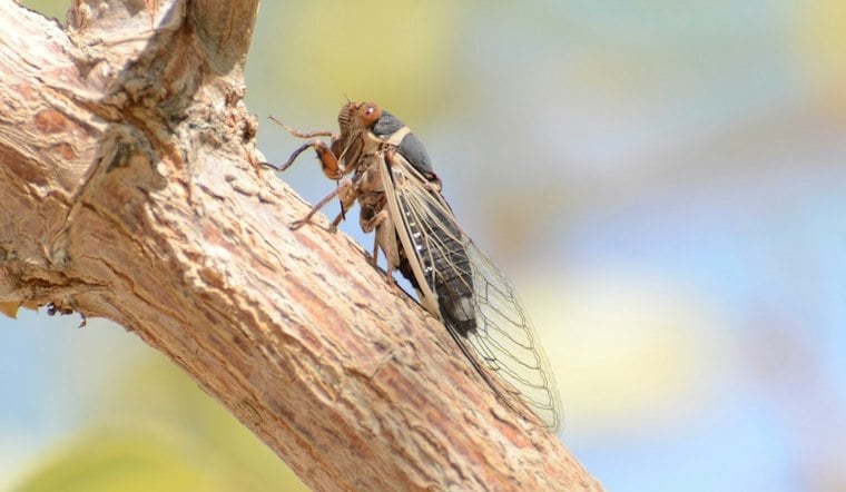 Coachella Valley Cicadas Keep Buzzing Into Fall, Thanks to Backyard Sprinklers
