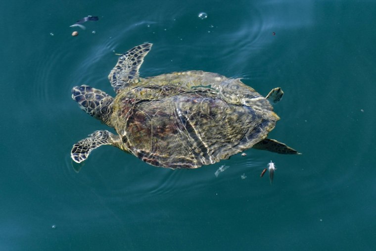 Cocoa Beach Turtle Bowtie Set for Release After Surgeons Pull Two Fishing Hooks