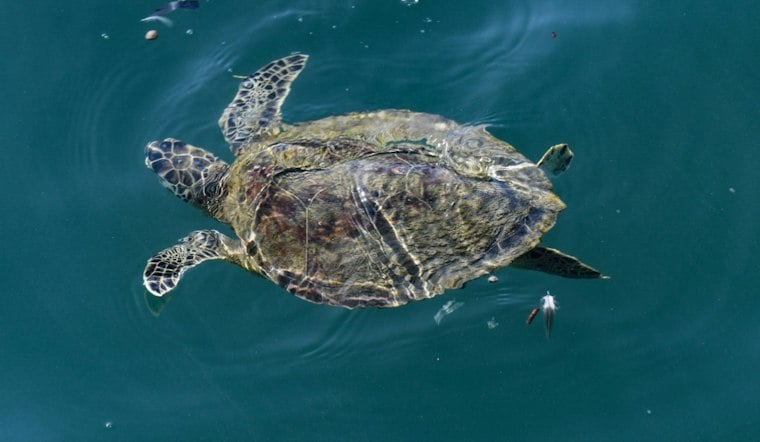 Cocoa Beach Turtle Bowtie Set for Release After Surgeons Pull Two Fishing Hooks