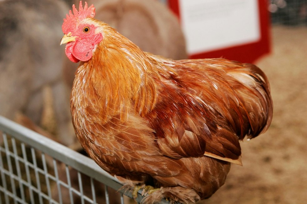 Cold Spring Weighs Six-Hen Backyard Chicken Rule