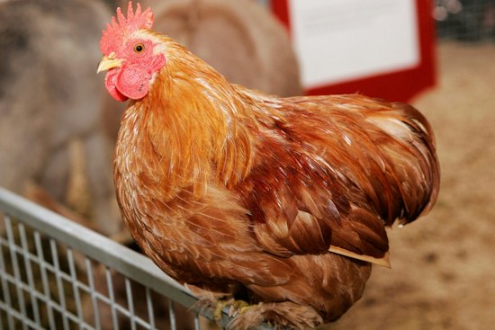 Cold Spring Weighs Six-Hen Backyard Chicken Rule