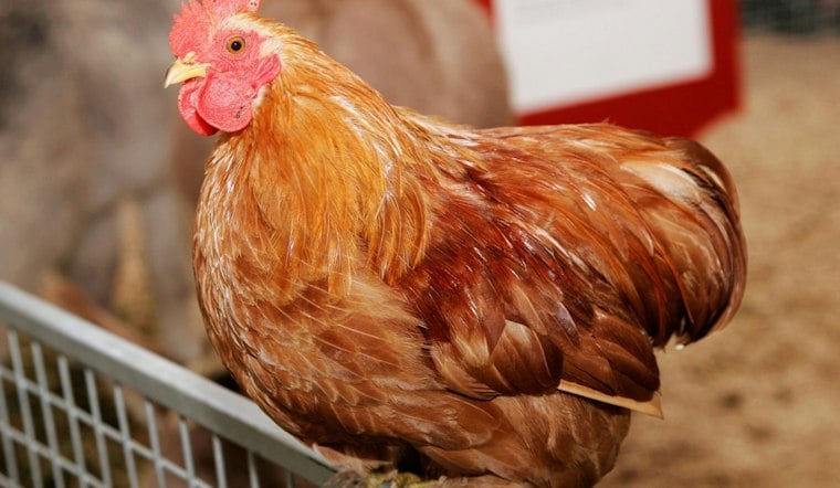 Cold Spring Weighs Six-Hen Backyard Chicken Rule