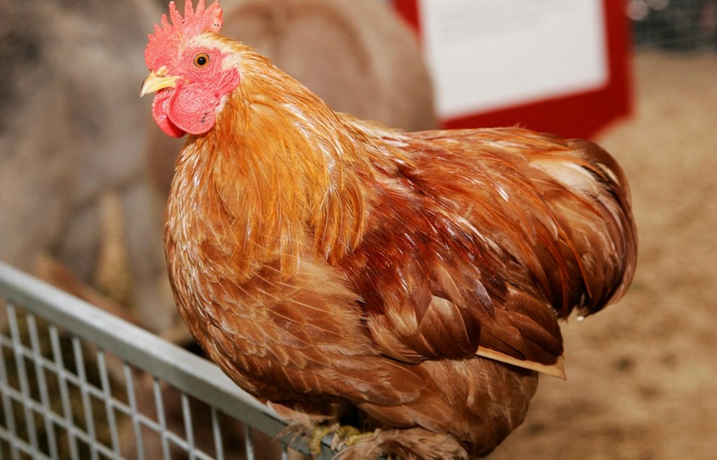 Cold Spring Weighs Six-Hen Backyard Chicken Rule