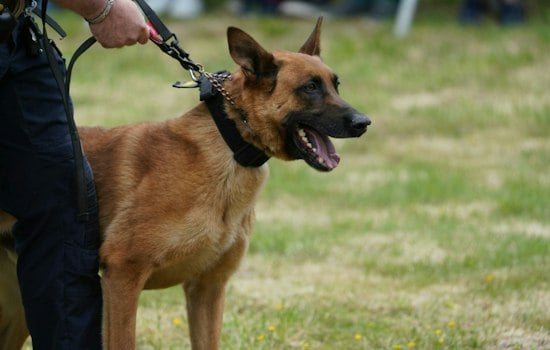 Colorado Girl's Cancer-Fighting Idea Has Matched 191 Kids With Prison-Trained Dogs