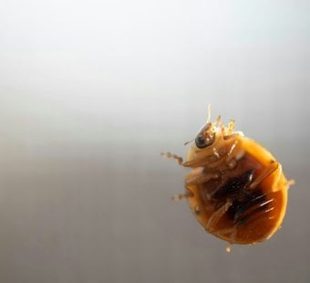 County Finds Bedbug Conditions Substandard at Cloverdale Senior Housing Complex