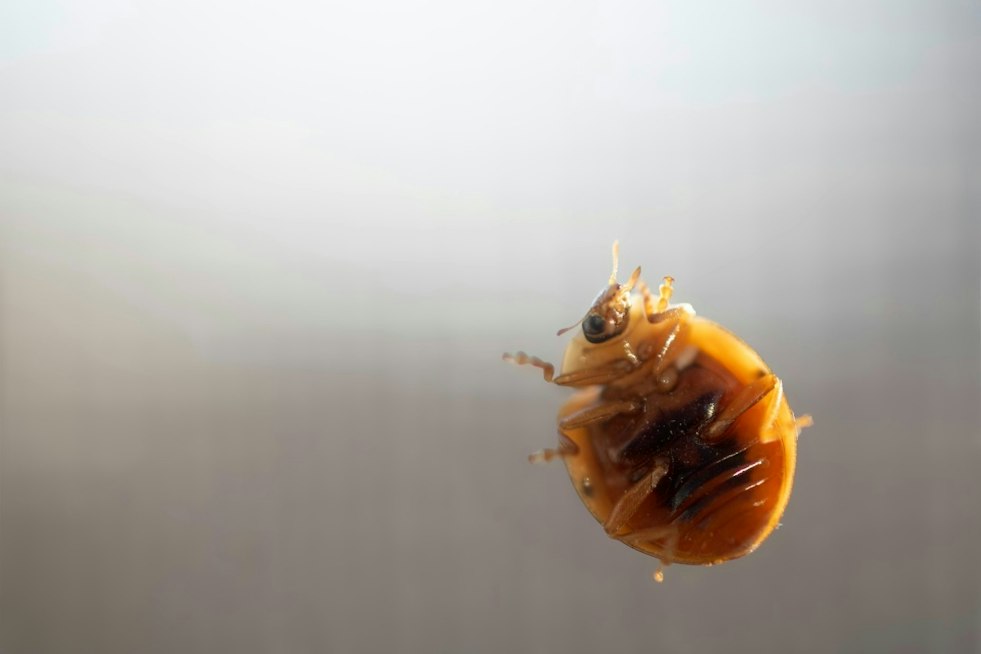 County Finds Bedbug Conditions Substandard at Cloverdale Senior Housing Complex