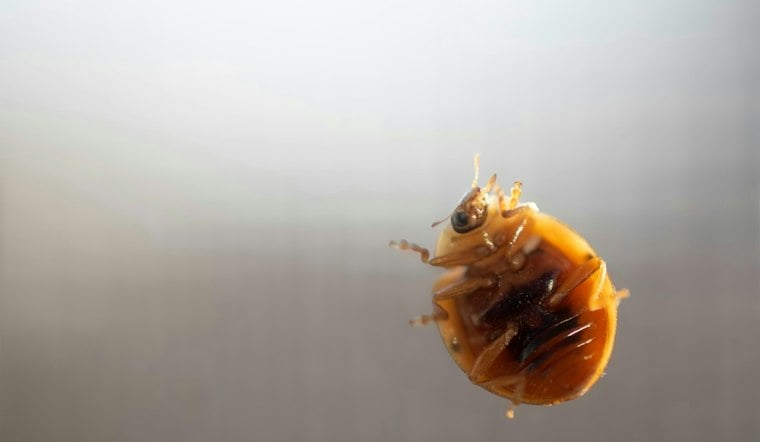 County Finds Bedbug Conditions Substandard at Cloverdale Senior Housing Complex
