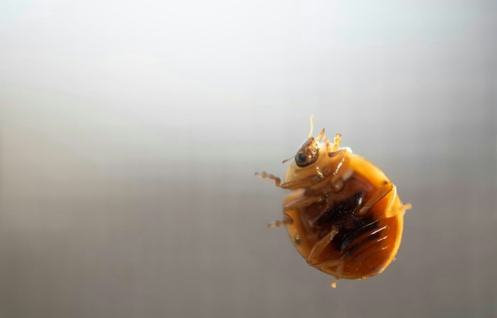 County Finds Bedbug Conditions Substandard at Cloverdale Senior Housing Complex