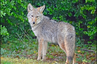 Coyote Bites Hastings-on-Hudson Woman on Aqueduct Trail, Four Agencies Join Manhunt
