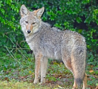 Coyote Bites Hastings-on-Hudson Woman on Aqueduct Trail, Four Agencies Join Manhunt