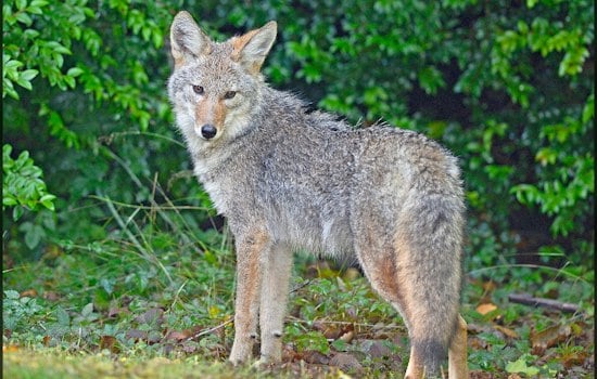 Coyote Bites Hastings-on-Hudson Woman on Aqueduct Trail, Four Agencies Join Manhunt