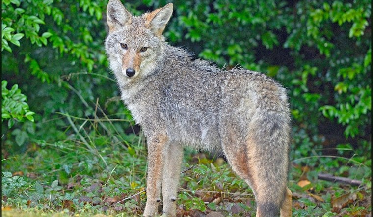 Coyote Bites Hastings-on-Hudson Woman on Aqueduct Trail, Four Agencies Join Manhunt