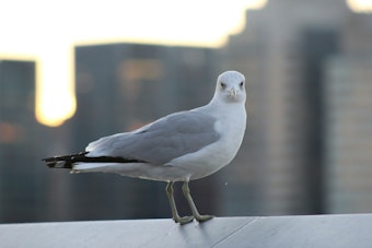 Cuyahoga County Man Ran Over 90 Gulls, Then Came Back for the Bodies