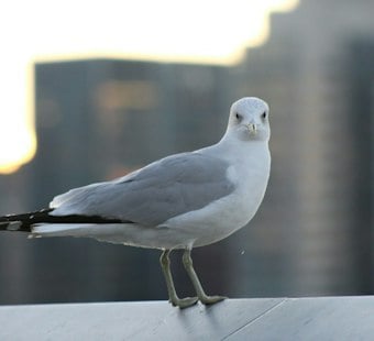 Cuyahoga County Man Ran Over 90 Gulls, Then Came Back for the Bodies