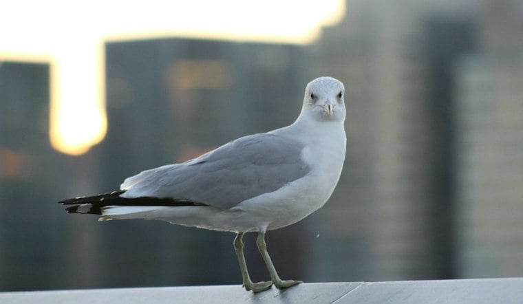 Cuyahoga County Man Ran Over 90 Gulls, Then Came Back for the Bodies