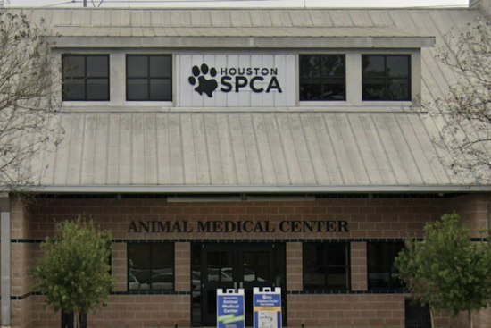 Cypress Garage Rescue Frees 19 Animals, Including French Bulldogs and a Gator