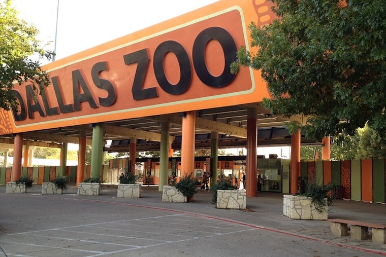 Dallas Zoo's Asha Loses Pregnancy, Human OB-GYN Steps In For Rare Surgery