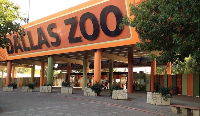 Dallas Zoo's Asha Loses Pregnancy, Human OB-GYN Steps In For Rare Surgery
