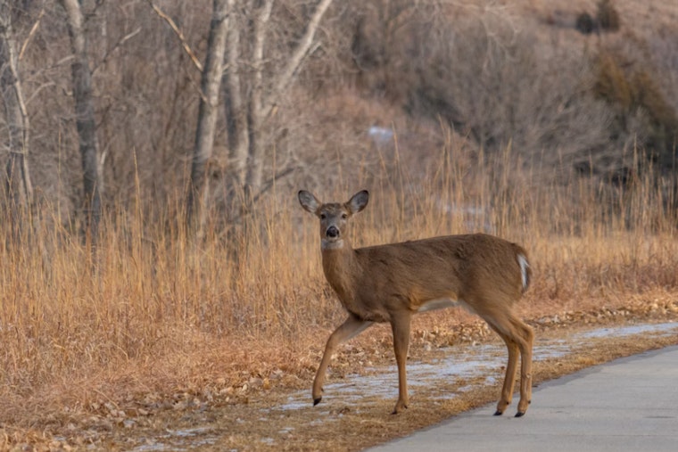 'Dead' Deer Springs Back to Life, Startles Trinity County Deputy on Patrol