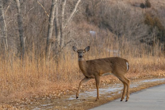 'Dead' Deer Springs Back to Life, Startles Trinity County Deputy on Patrol