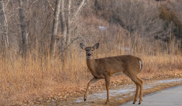 'Dead' Deer Springs Back to Life, Startles Trinity County Deputy on Patrol