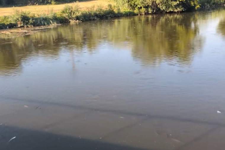 Dead Fish Blanket Brays Bayou Near UH Medical Campus, State Says Rain Is To Blame