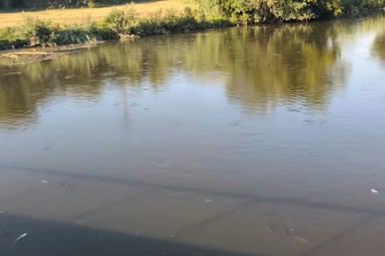 Dead Fish Blanket Brays Bayou Near UH Medical Campus, State Says Rain Is To Blame